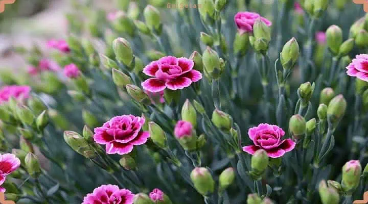 انواع گل میخک