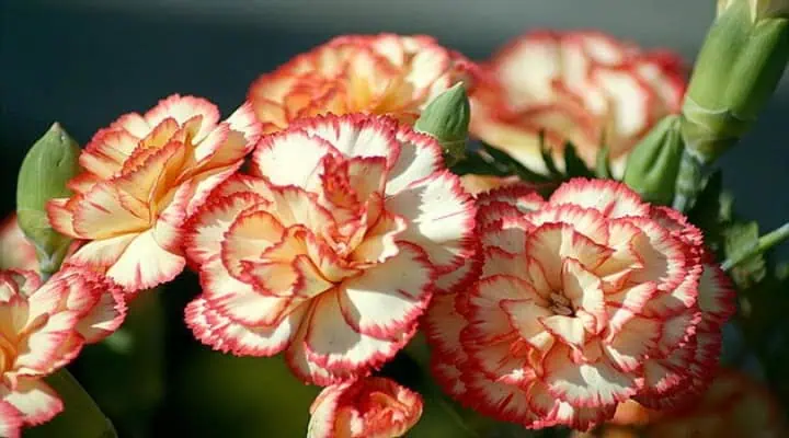 نور مناسب گل میخک