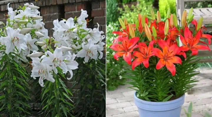 تصویر مقایسه‌ای اورینتال و لیلیوم