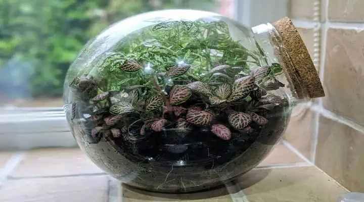 گیاه مناسب برای ساخت تراریوم در خانه