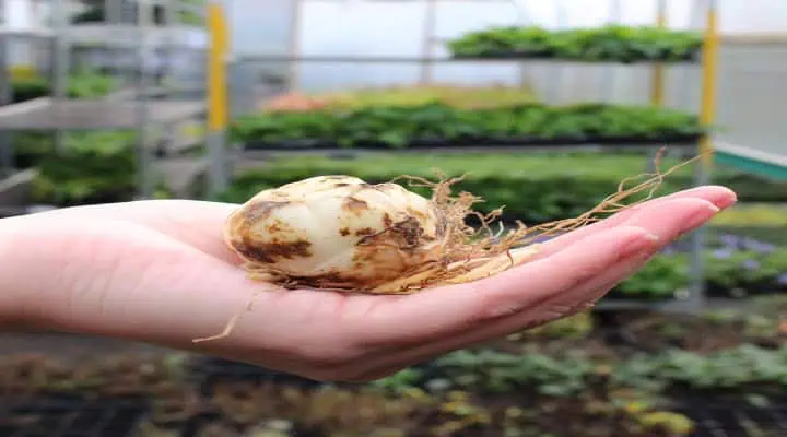 پیازهای سالم و درشت گل لیلیوم اورینتال آماده کاشت