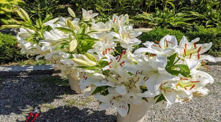 گل اورینتال سفید با گلبرگ‌های بزرگ و معطر در گلدان