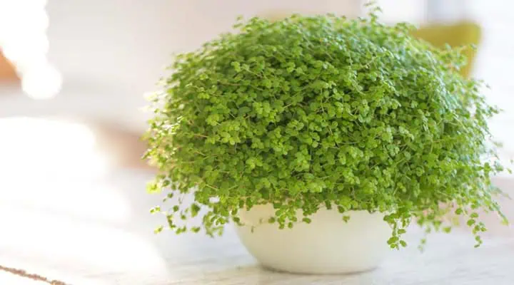 گلدان زیبای گیاه اشک نوزاد