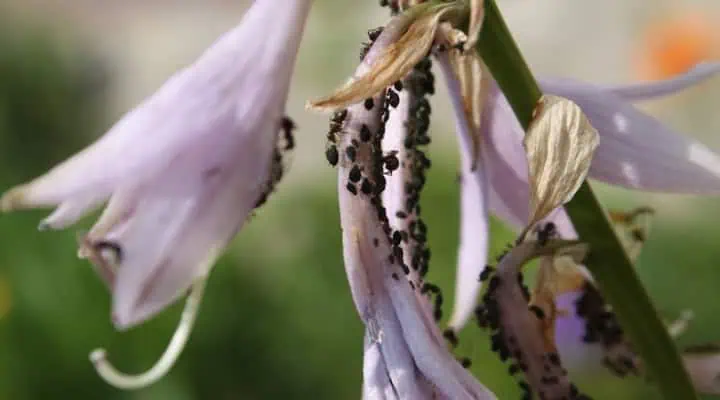 شته روی گل اورینتال