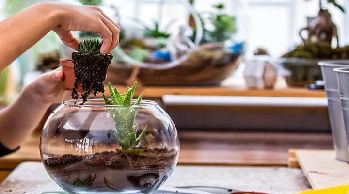 کاشت گیاه در تراریوم