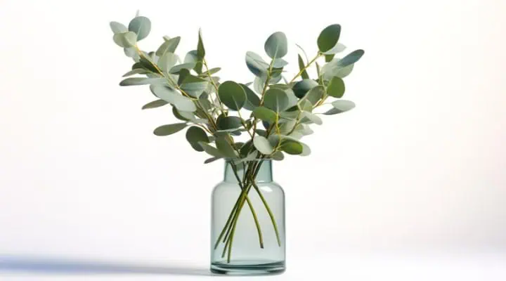 شاخه برگ اوکالیپتوس تازه در گلدان شیشهای با آب تمیز