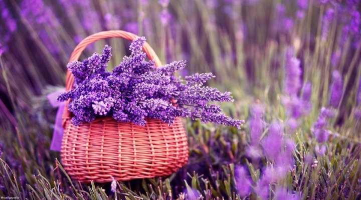 اغچه پر از گل‌های اسطوخودوس بنفش خوشبو