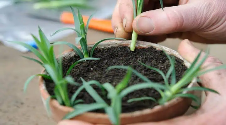 قلمه سالم گل میخک آماده برای ریشه‌زایی