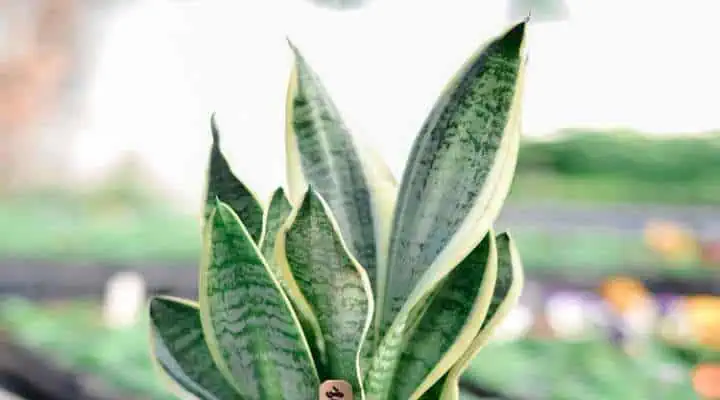 گیاه آپارتمانی سانسوریا با برگهای شمشیری شکل