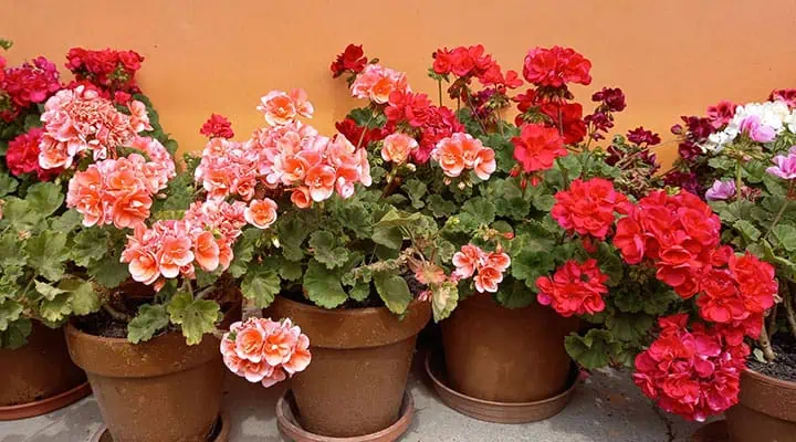 گلدان های سفالی شمعدانی