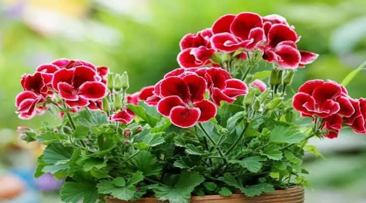گل شمعدانی در باغچه