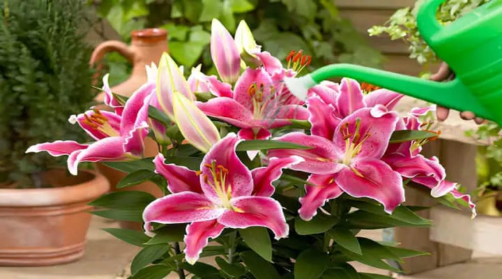 نحوه صحیح آبیاری گل اورینتال در باغچه