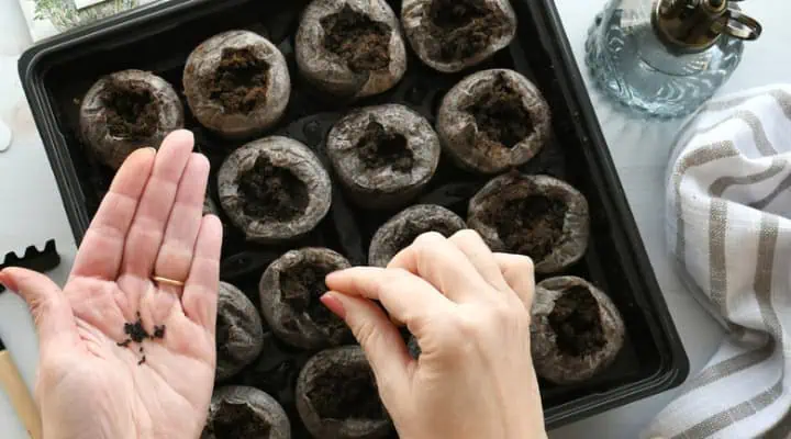 مراحل کاشت بذر گل میخک در خاک گلدان