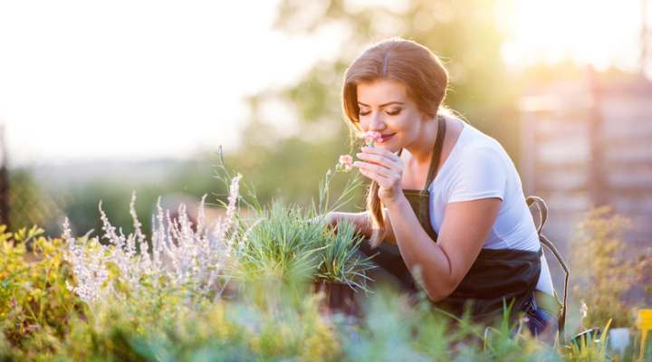خوشبوترین گلهای آپارتمانی