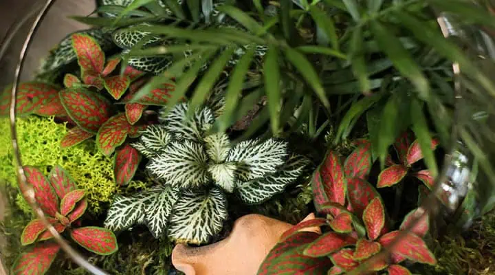 گیاه مناسب تراریوم