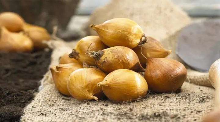 پیازهای سالم گل زنبق آماده برای کاشت در گلدان