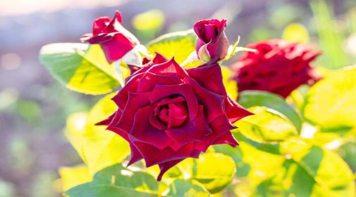گل رز قرمز زیبا در باغچه آفتابی