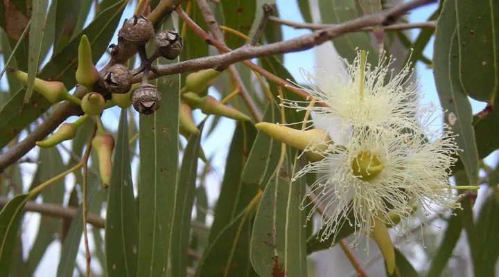 برگ شمشیری اوکالیپتوس