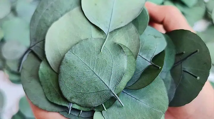 برگ اوکالیپتوس خشک