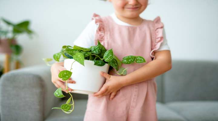 گیاهان آپارتمانی سمی برای کودکان