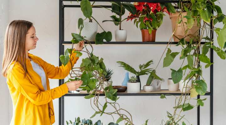 نگهداری ایمن گیاهان آپارتمانی سمی در قفسه بلند