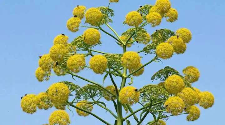 گل باریجه در عطرسازی