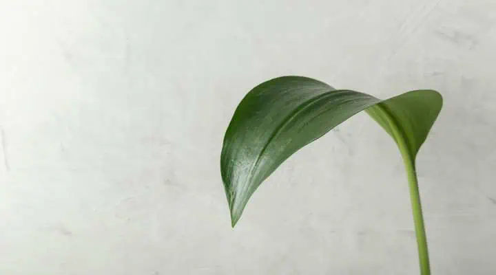 گیاهان آپارتمانی همیشه سبز