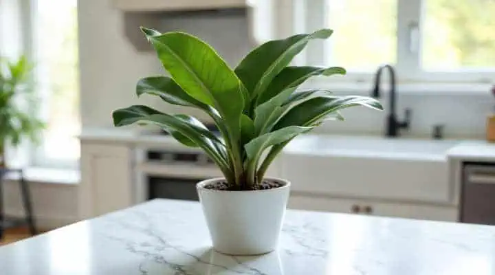 گیاه برگ عبایی با برگهای سبز تیره و مقاوم