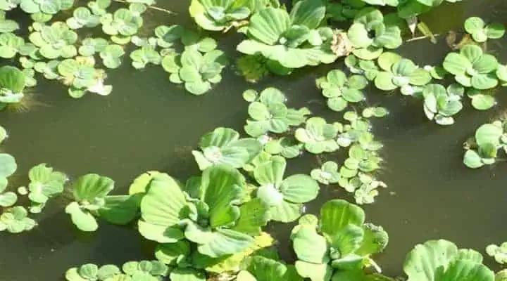 گیاه کاهوی آبی شناور روی سطح حوضچه