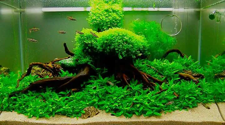 گیاهان زیبای آبزی