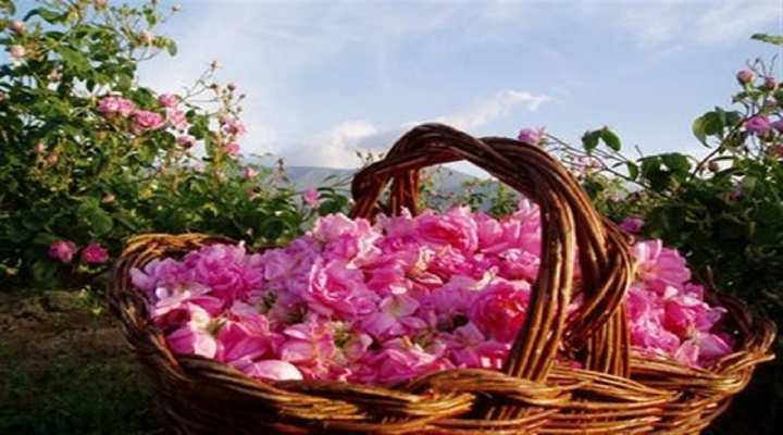 گل‌های محمدی صورتی آماده برای گلاب‌گیری و عطرسازی