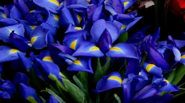 گلهای زنبق زرد و بنفشه مورد استفاده در عطر