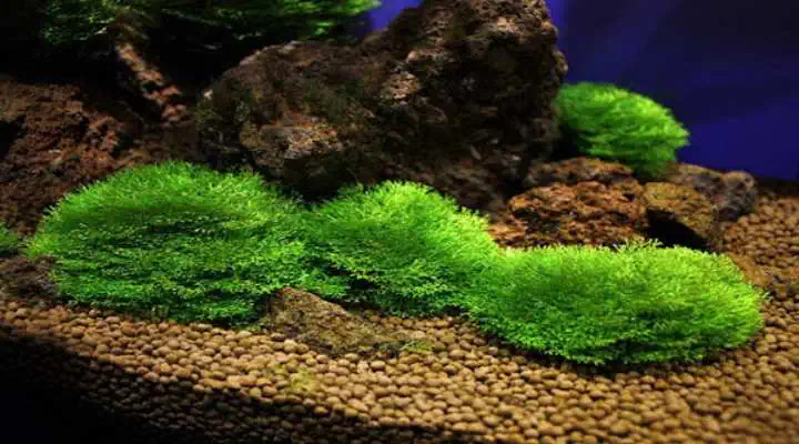 گیاه ریکسیا چسبیده به سنگ در آکواریوم