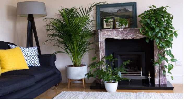 گیاهان ضدآلرژی