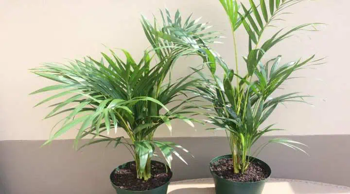 نخل آرکا به عنوان گیاه ضد حساسیت در اتاق نشیمن