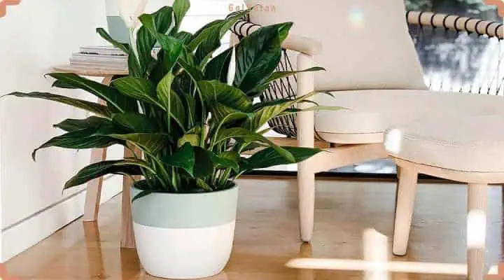 گیاه اسپاتی فیلوم