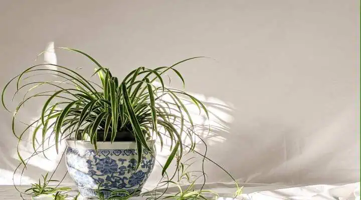 گل گندمی ابلق زیبا در گلدان آپارتمانی