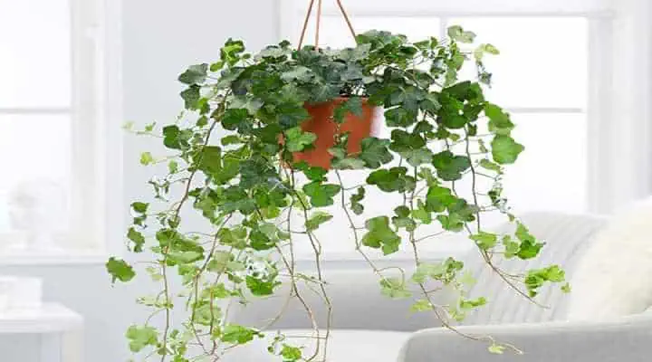 گیاه پاپیتال