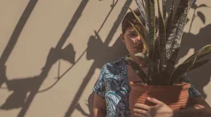 گیاه آپارتمانی سانسوریا مناسب برای افراد با آلرژی