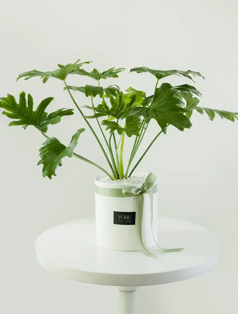 گلدان پلیمری برگ انجیری - Image 1