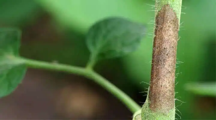 بیماری قارچی ساقه گیاه