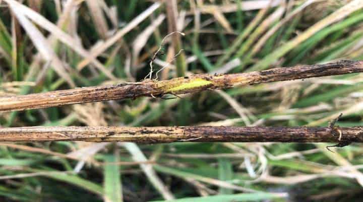 ساقه له شده و قهوهای رنگ گیاه آپارتمانی