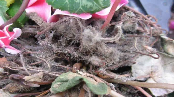 کپک خاکستری