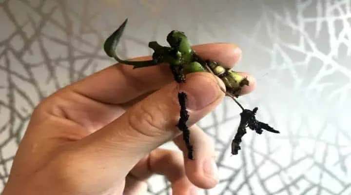 ریشههای قهوهای و نرم گیاه دچار پوسیدگی ریشه