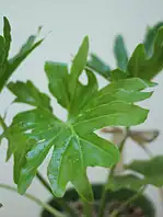 گلدان فلزی برگ انجیری - Image 2