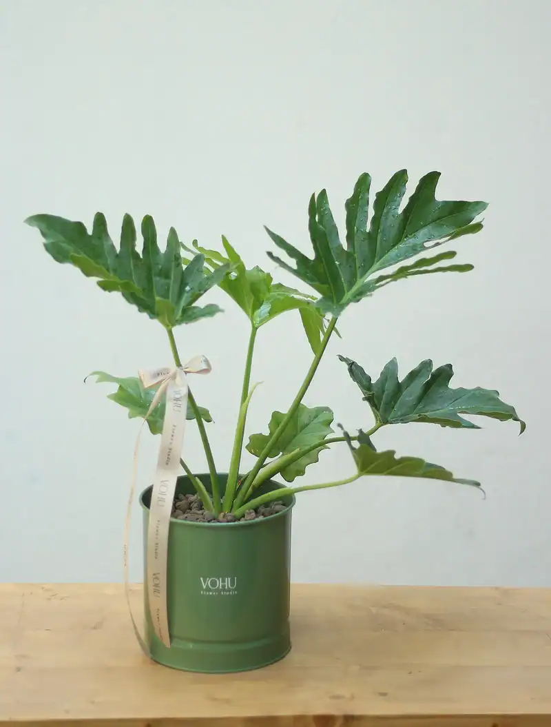 گلدان فلزی برگ انجیری - Image 1