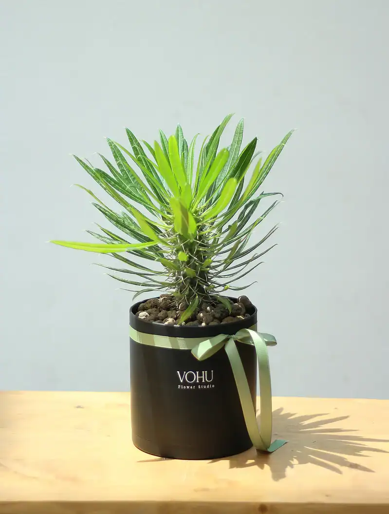 گلدان یوکا پلیمری مشکی - Image 1