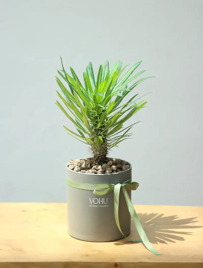 گلدان یوکا پلیمری طوسی - Image 1