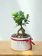 گلدان بنسای فیکوس