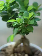 گلدان بنسای فیکوس - Image 2